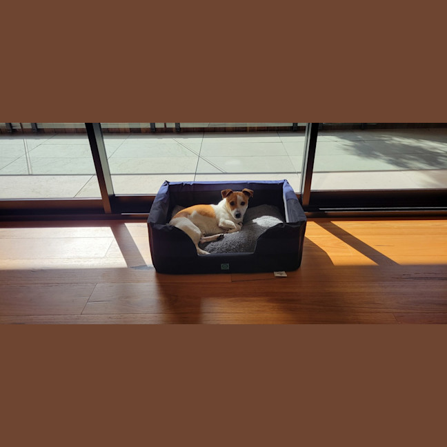 Photo of Sheldon