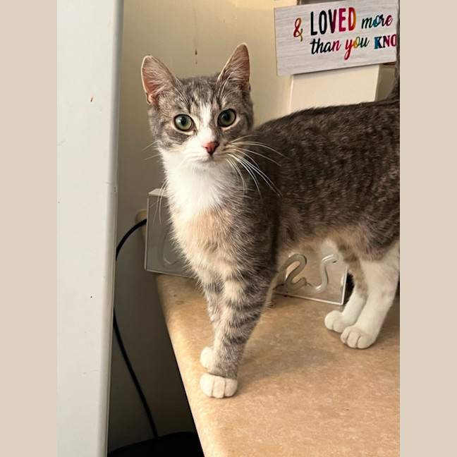 Photo of Basil & Oriana *9 Lives Project Rescue*