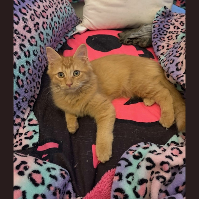 Photo of Kintaro (Assisted Rehome)