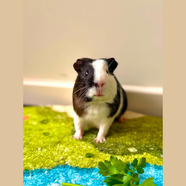 Photo of Zeno