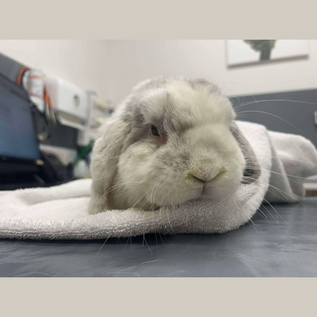 Photo of Count Von Count