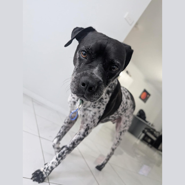 Photo of Puggles   6 Year Old Cattle X Pug