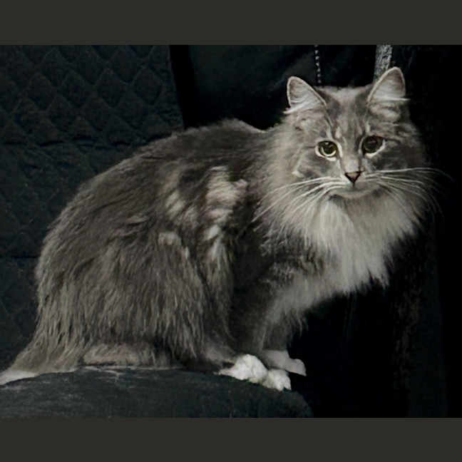 Photo of Silvermist (And Tinkerbell)