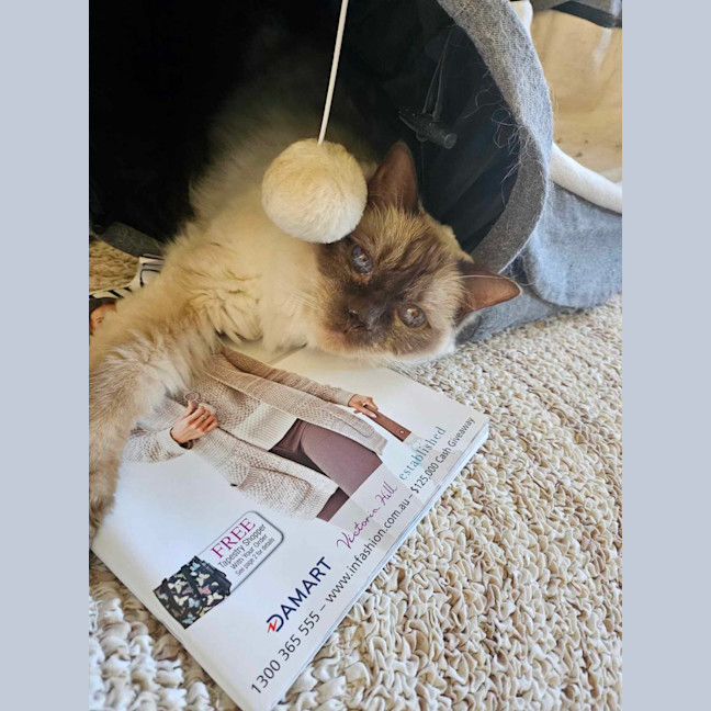 Photo of Bambi   Located In Roxburgh Park