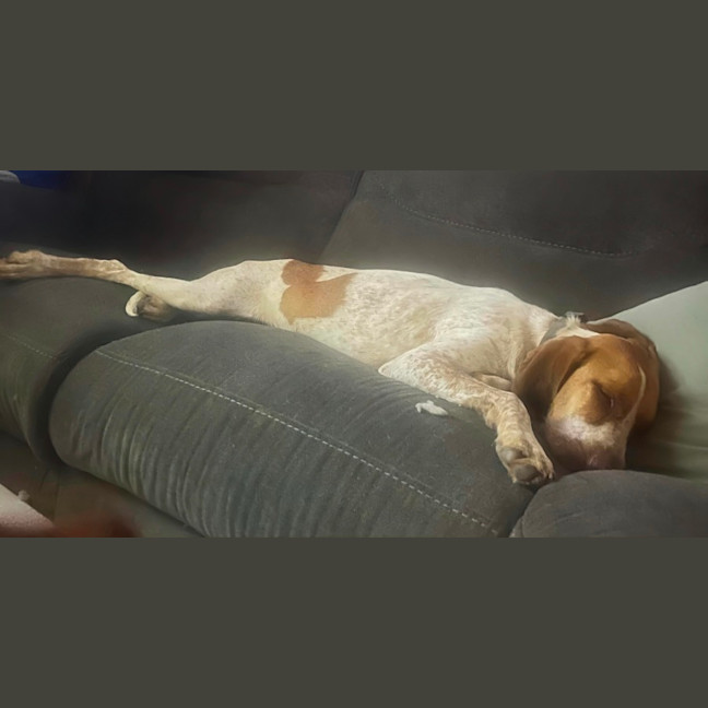 Photo of Bentley   1 Year Old German Pointer X