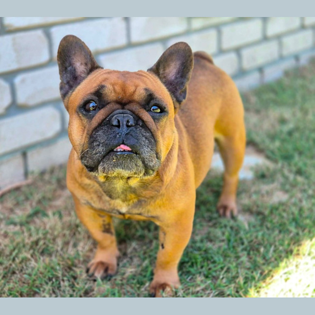 Photo of Amber