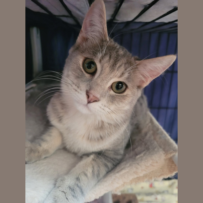 Photo of Dancer 🦌