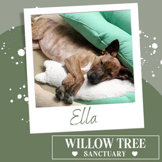 Photo of Ella