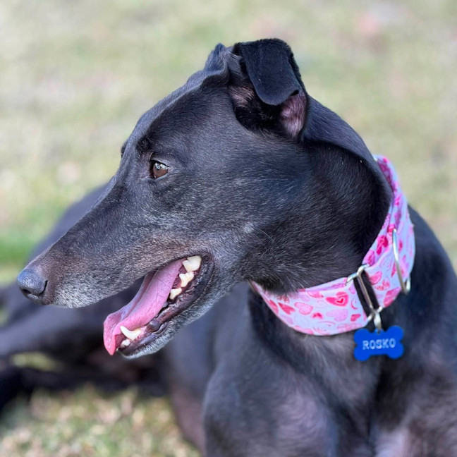 Photo of Rosko The Greyhound