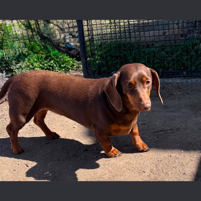 Photo of Ruby