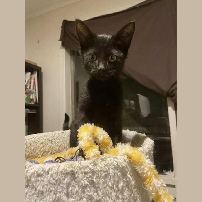 Photo of Blade