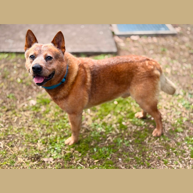 Photo of Buster