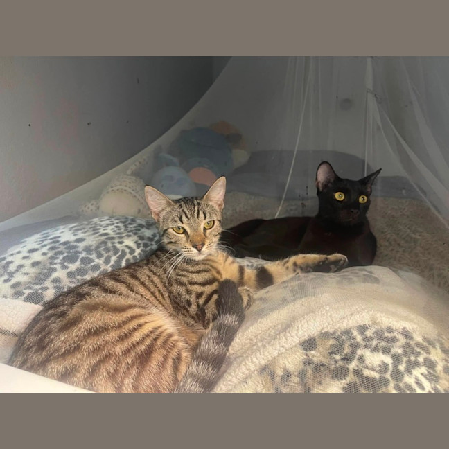 Photo of Bagheera & Nandi