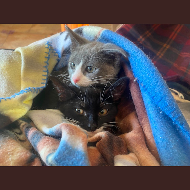 Photo of Pixie