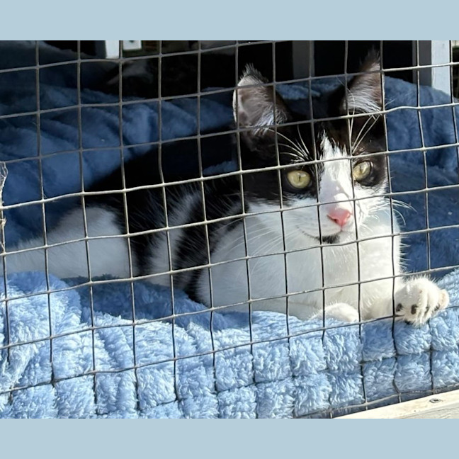 Photo of Snowball