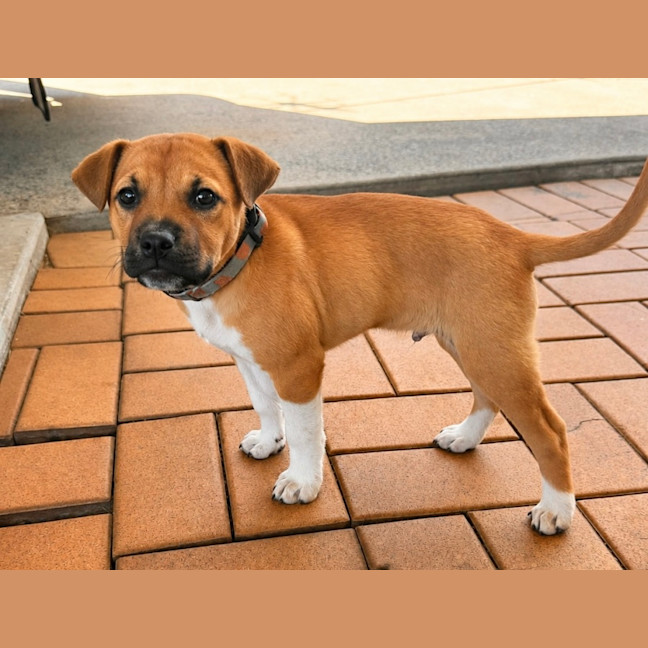 Photo of Otis