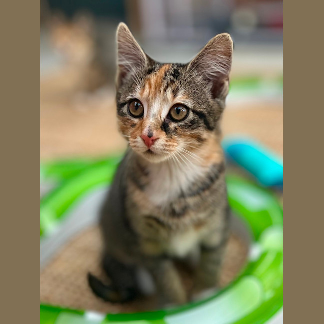 Photo of 💚 Charlee 💚