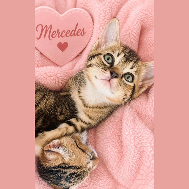 Photo of Mercedes 