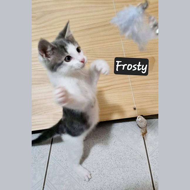 Photo of Frosty
