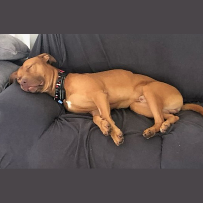 Photo of Toby