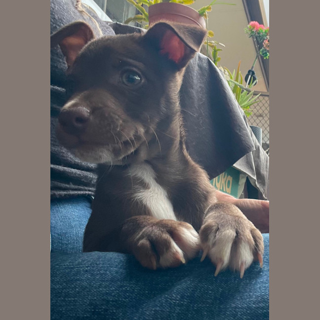 Photo of Mocha