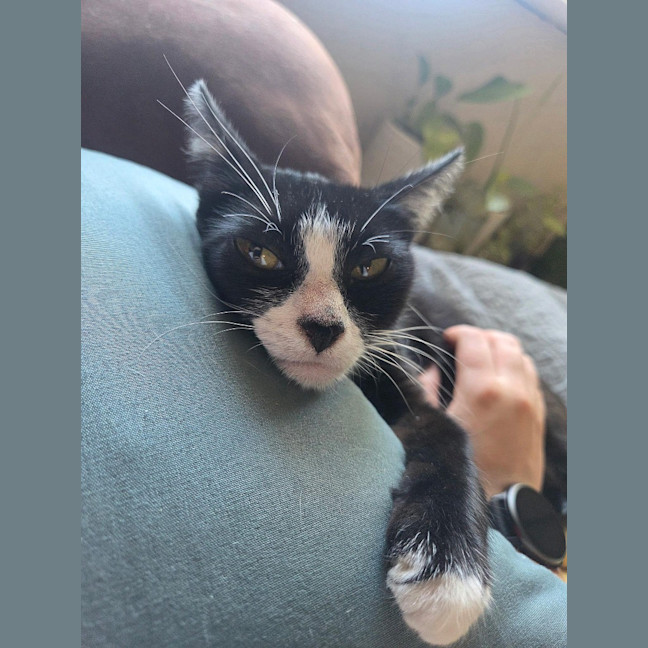Photo of Mittens