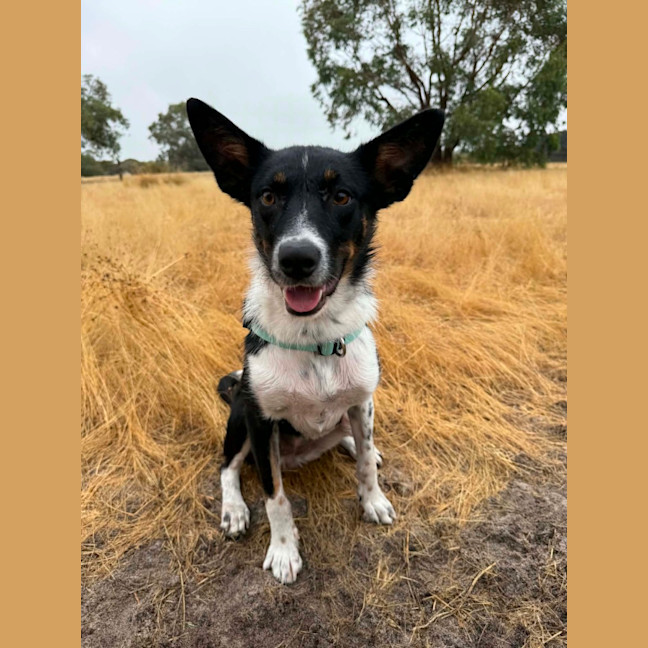 Photo of Poppy