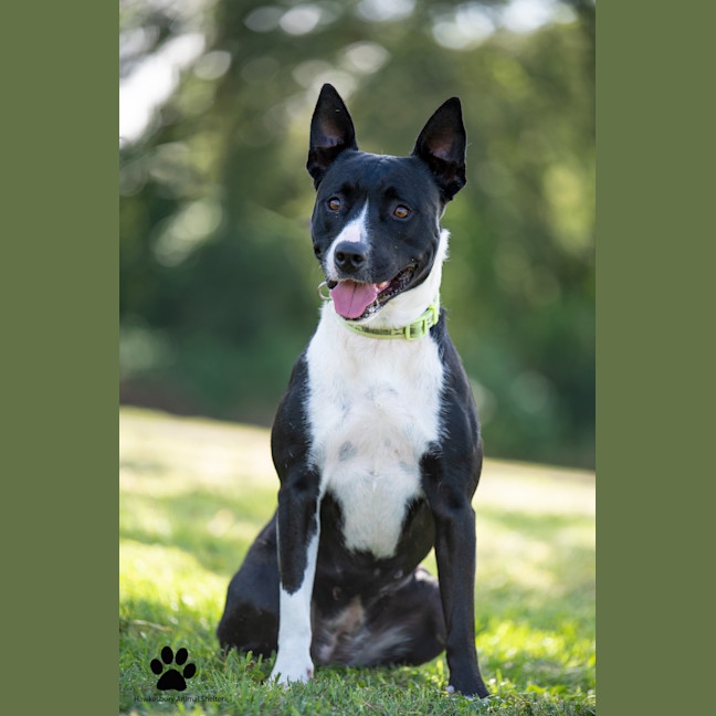 Photo of Lucky