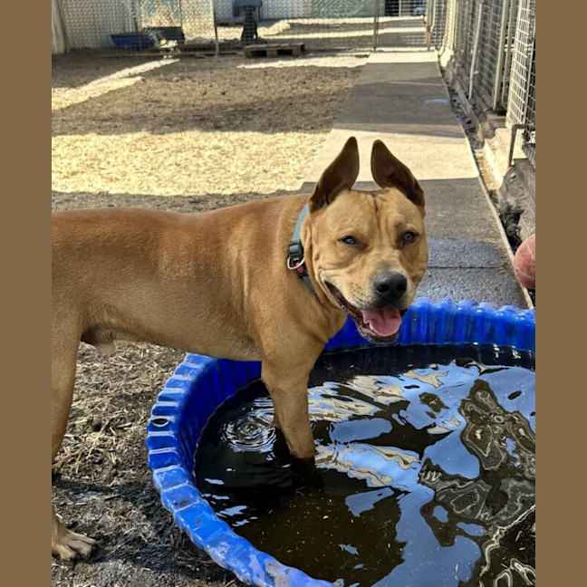 Photo of Tyson