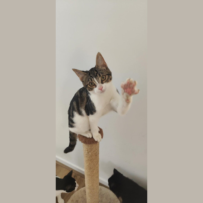 Photo of Birdie (Was Orchid)
