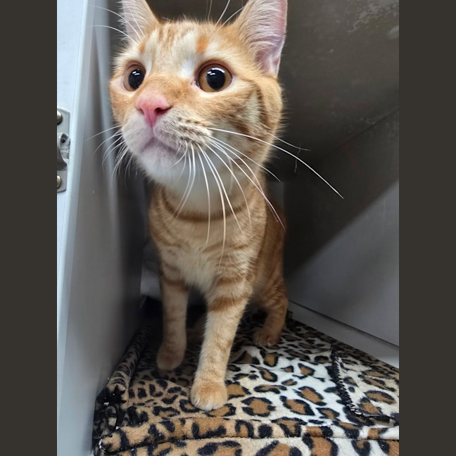 Photo of Grandpa George And Grandpa Joe