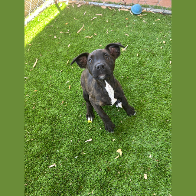 Photo of Pepper
