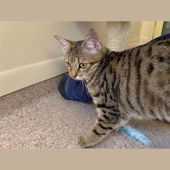 Photo of Willow