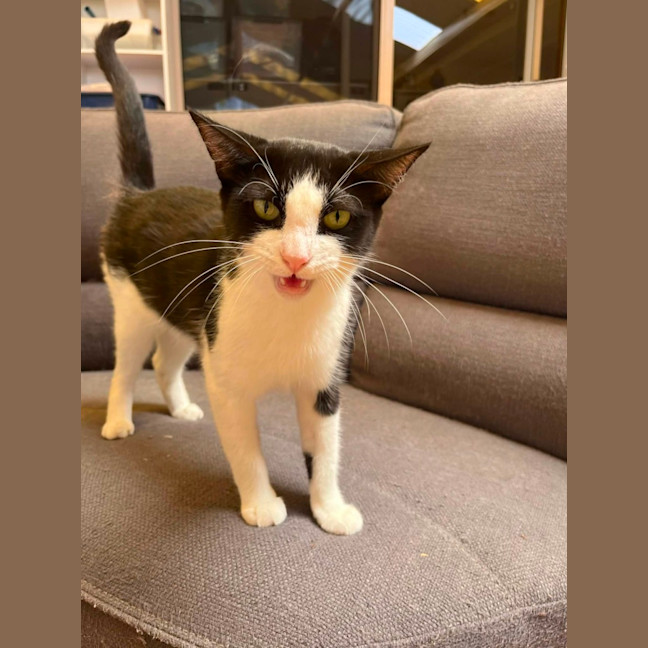 Photo of Meowly Cyrus