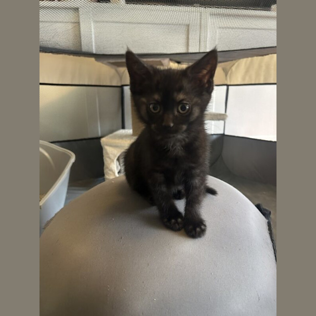 Photo of Luna