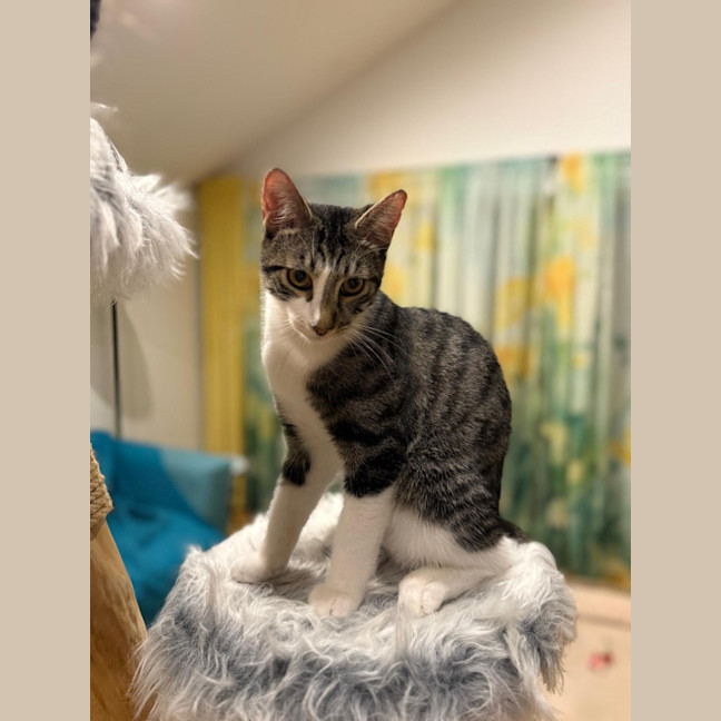 Photo of Pixel