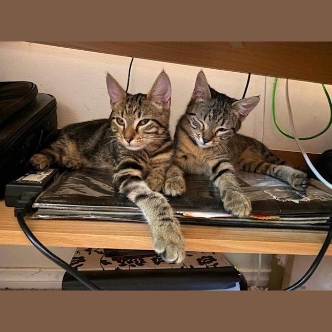 Photo of Spud And Chip