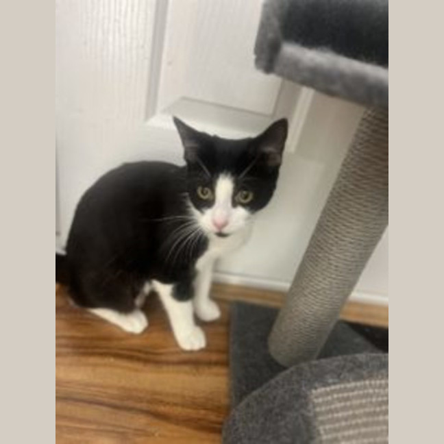 Photo of Zippy   Available At Pet Quarters Rutherford