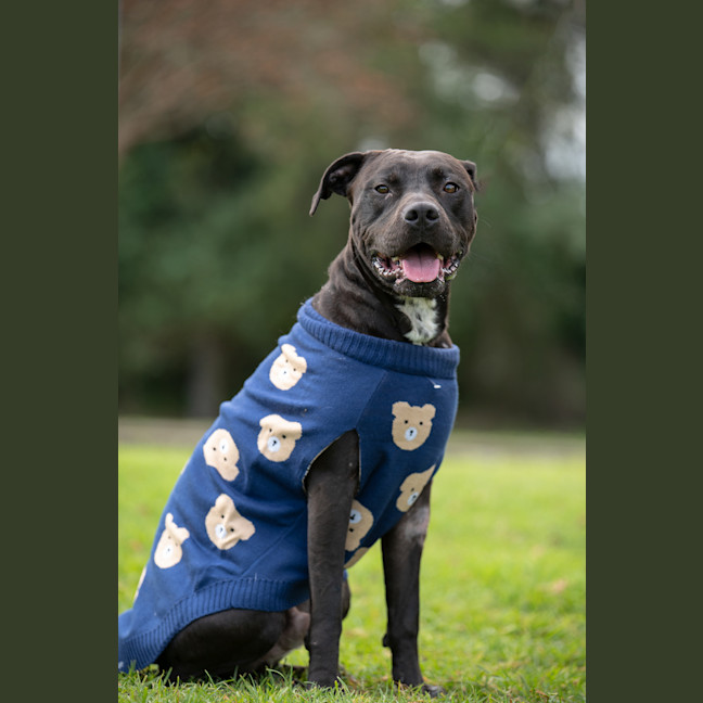Photo of Bronson