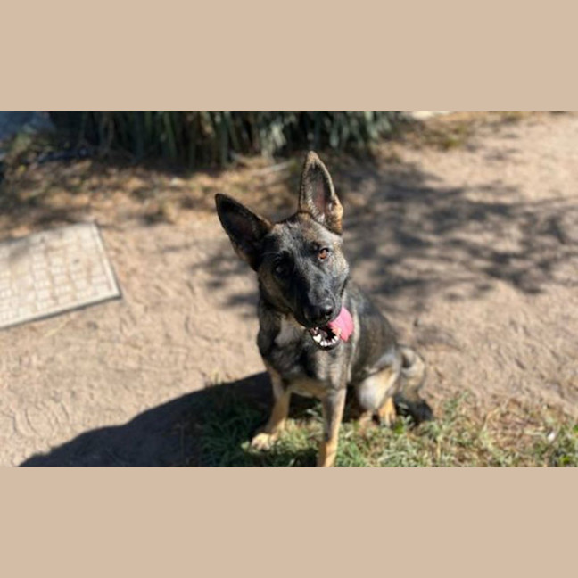 Photo of Maple