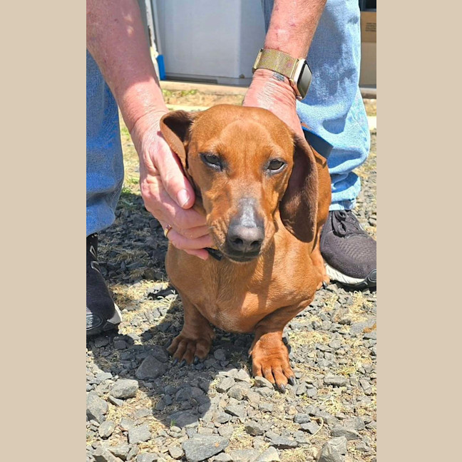 Photo of Rosie