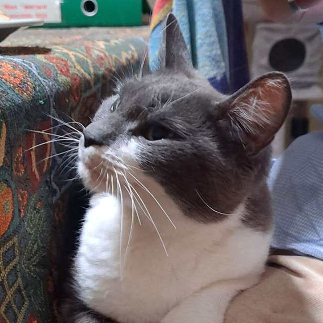 Photo of Missy