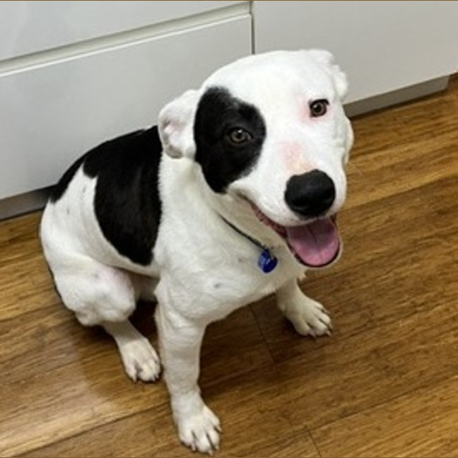 Photo of Panda 🐼 20 Month Old, Border Collie X Staffy,Male