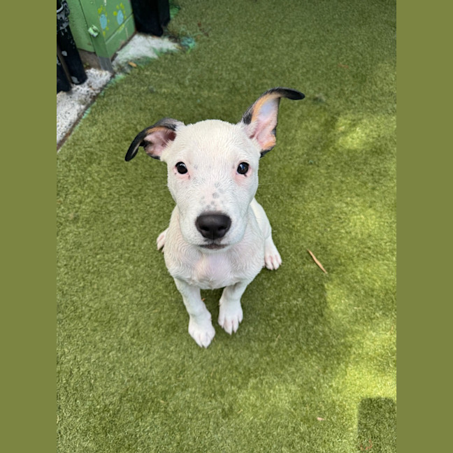 Photo of D1224 Lucky