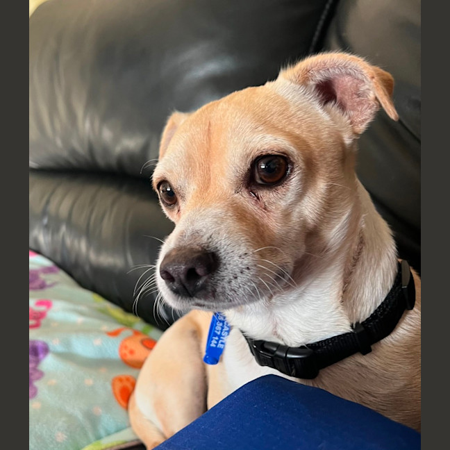 Photo of Archie   3 Year Old Chihuahua X Jack Russell