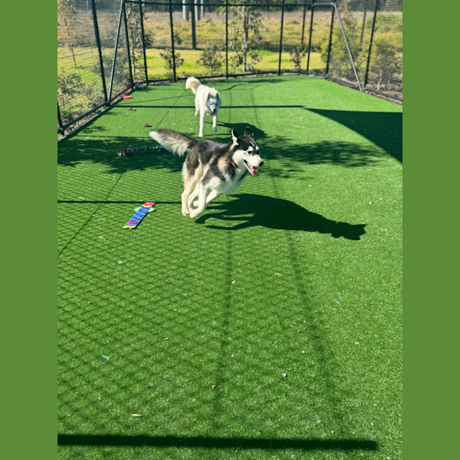 Photo of Zara Imp 1452