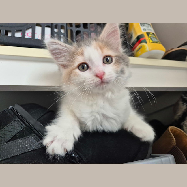 Photo of Bella (Was Cali Girl)