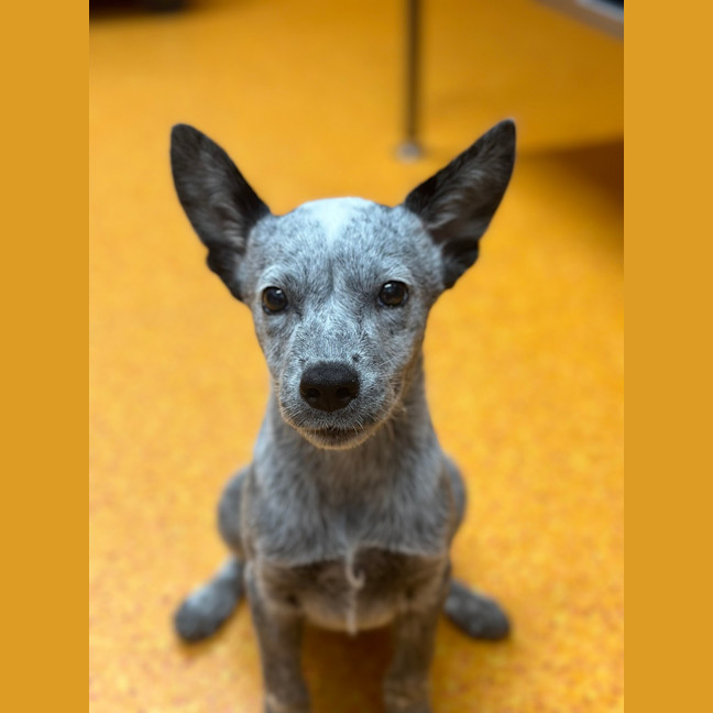 Photo of Azula