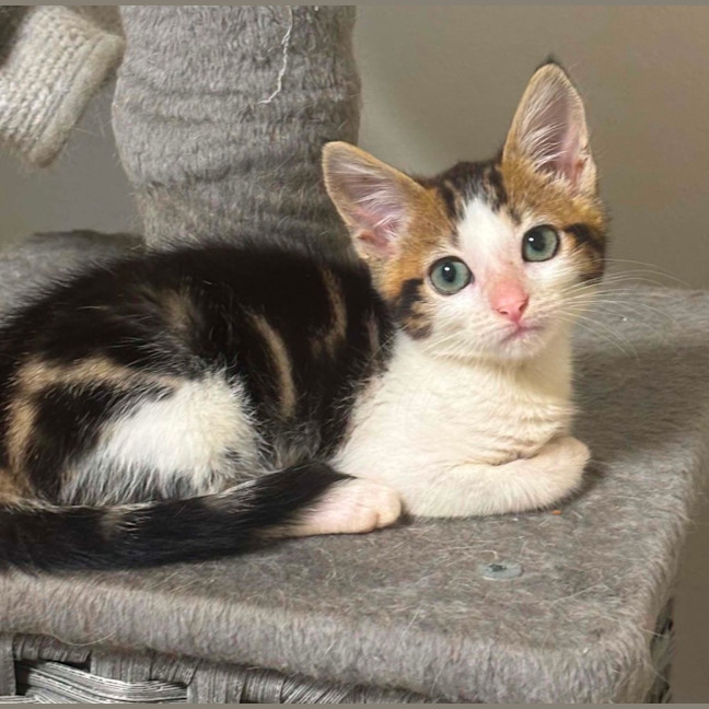 Photo of Bug Aka Lovebug 