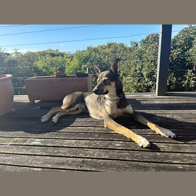 Photo of Max